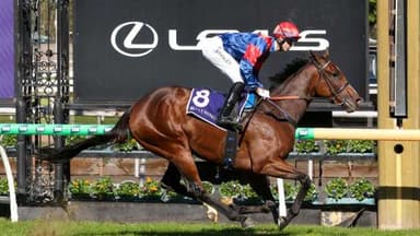 Six-length Flemington romp for Contributer filly