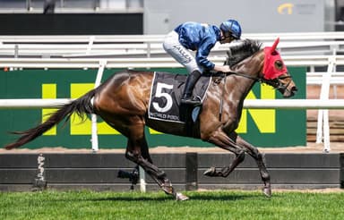 Melbourne Cup bound? Is Strictly Business a Cup calibre horse?