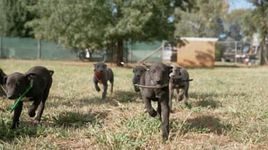 Greyhound Puppy Auction hits record-breaking high with surge in nominations