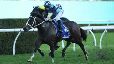 AI Analysis: Predicted winners, value & roughies at Rosehill & Caulfield